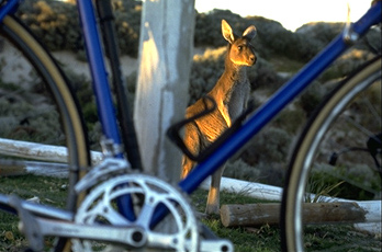 Picture of a Kangaroo behind bicycle